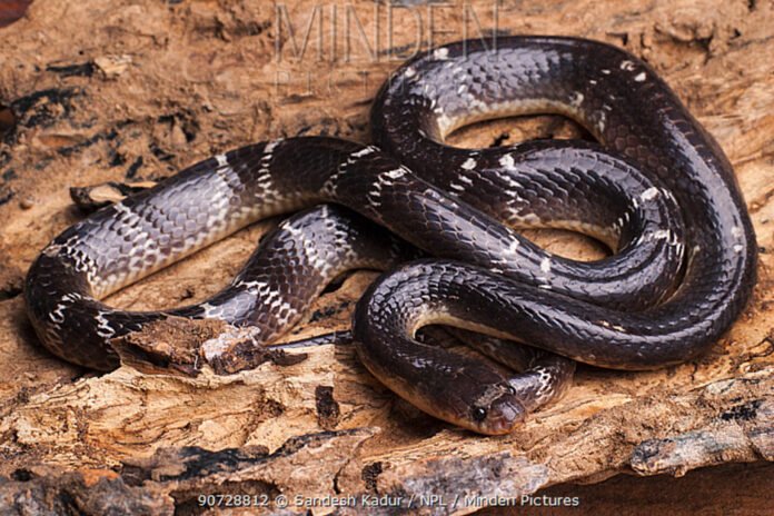 Common krait snake (Bungarus caeruleus) India.